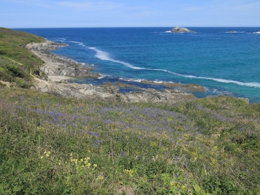 Bluebells near Crantock Beach, Newquay