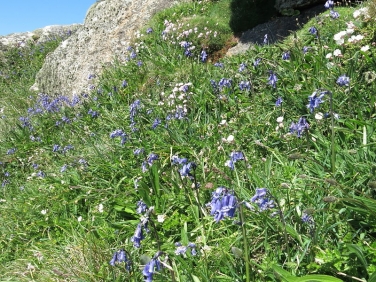 Bluebells on Cornish coast