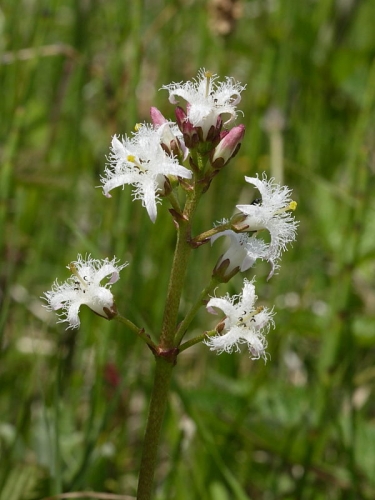 Bogbean (Menyanthes trifoliata)