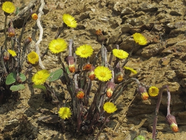 Colt's-foot (Tussilago farfara)