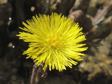 Colt's-foot (Tussilago farfara)