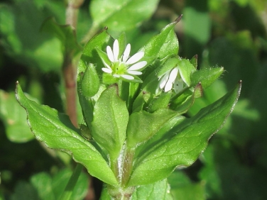 Common Chickweed (Stellaria media)