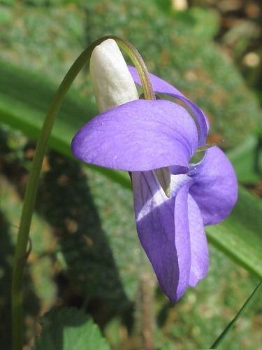 Common Dog-violet (Viola riviniana)