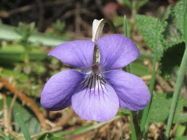 Common Dog-violet (Viola riviniana)