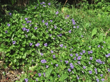 Common Dog-violet (Viola riviniana)