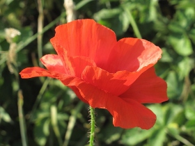 Common Poppy