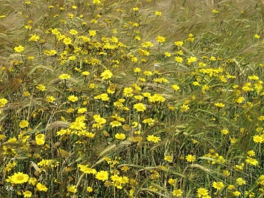 Corn Marigold (Glebionis segetum formerly Chrysanthemum segetum)