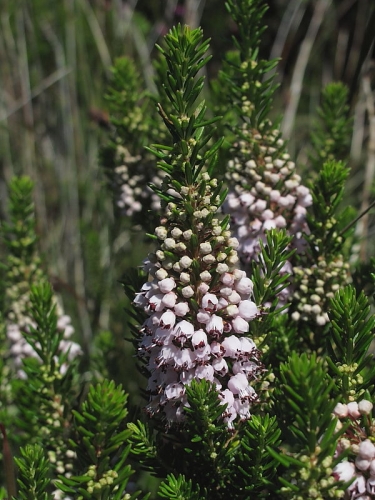 Cornish Heath (Erica vagans)