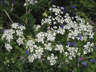 Cow Parsley (Anthriscus sylvestris)
