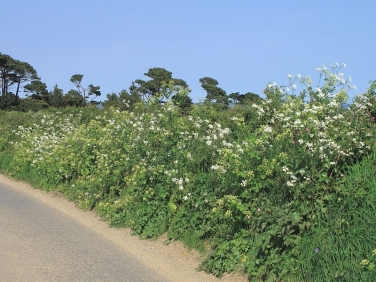 Cow Parsley (Anthriscus sylvestris) and Alexanders (Smyrnium olusatrum)