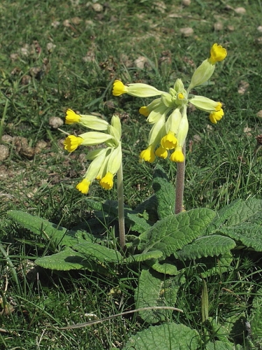 Cowslip (Primula veris)