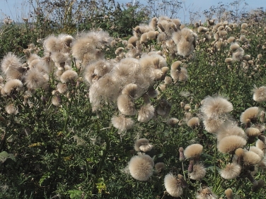 Creeping Thistle (Cirsium arvense) - fruit