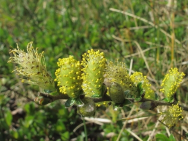 Creeping Willow (Salix repens)