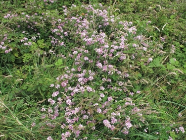Crown Vetch (Securigera varia)