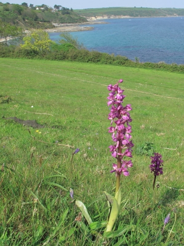 Early Purple Orchid (Orchis mascula)