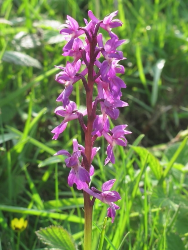 Early Purple Orchid (Orchis mascula)