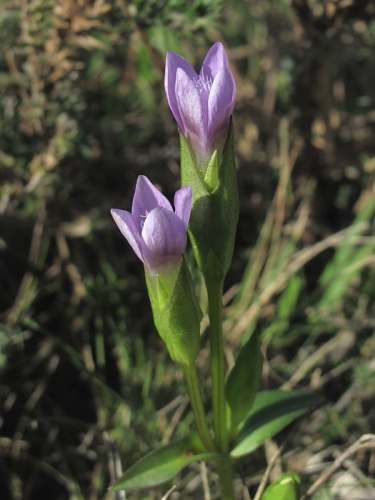 Field Gentian (Gentianella campestris)