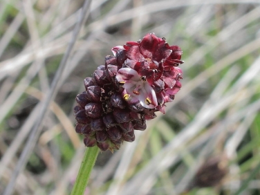 Great Burnet (Sanguisorba officinalis)
