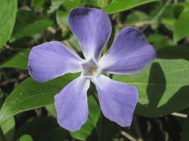 Greater Periwinkle (Vinca major)