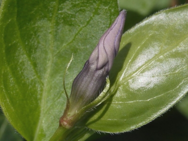 Greater Periwinkle (Vinca major)