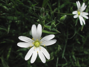 Greater Stitchwort (Stellaria holostea)