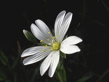 Greater Stitchwort (Stellaria holostea)