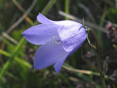 Harebell (Campanula rotundifolia)