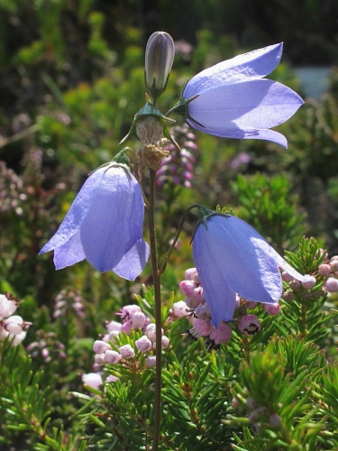 Harebell (Campanula rotundifolia)