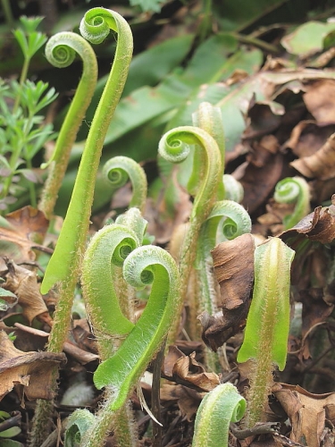 Hart's-tongue (Asplenium scolopendrium)