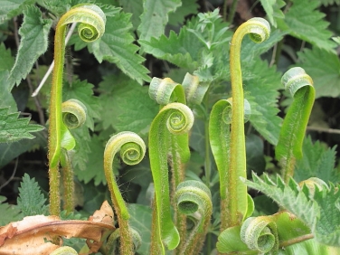 Hart's-tongue (Asplenium scolopendrium)