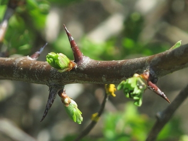 Hawthorn (Crataegus monogyna) - twig