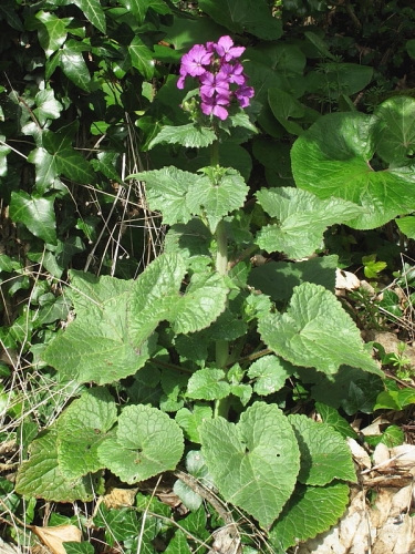 Honesty (Lunaria annua)