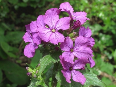 Honesty (Lunaria annua)