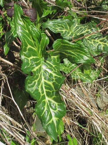 Italian Lords-and-Ladies (Arum italicum ssp. italicum)