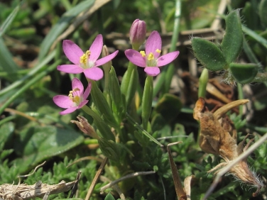 Lesser Centaury (Centaurium pulchellum)