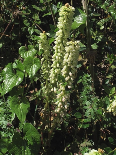 Navelwort or Pennywort (Umbilicus rupestris)