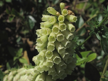Navelwort or Pennywort (Umbilicus rupestris)