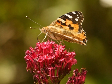 Painted Lady butterfly (Vanessa cardui) nectaring on Red Valerian