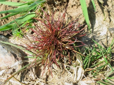 Pygmy Rush (Juncus pygmaeus)