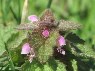 Red Dead-nettle (Lamium purpureum)