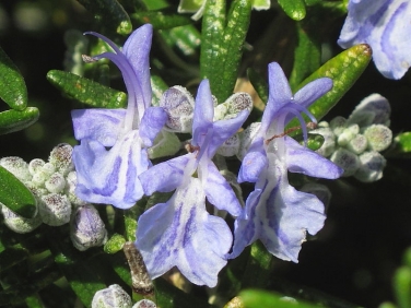Rosemary (Rosmarinus officinalis)