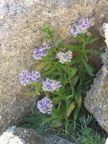 Sea Aster (Aster tripolium)