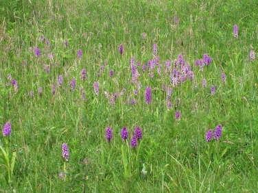 Southern Marsh-orchid (Dactylorhiza praetermissa)