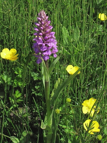 Southern Marsh-orchid (Dactylorhiza praetermissa)