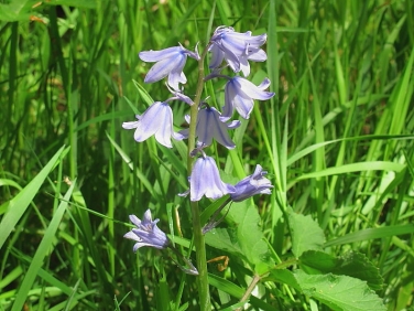 Spanish Bluebell (Hyacinthoides hispanica)