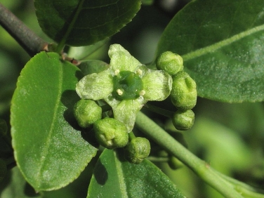 Spindle (Euonymus europaeus)