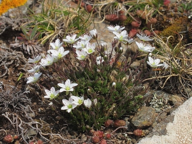 Spring Sandwort (Minuartia verna)