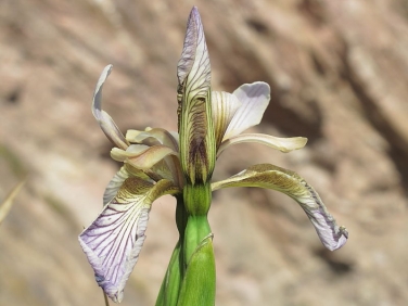 Stinking Iris (Iris foetidissima)