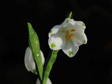 Summer Snowflake (Leucojum aestivum)
