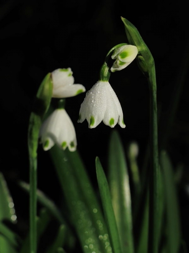 Summer Snowflake (Leucojum aestivum)